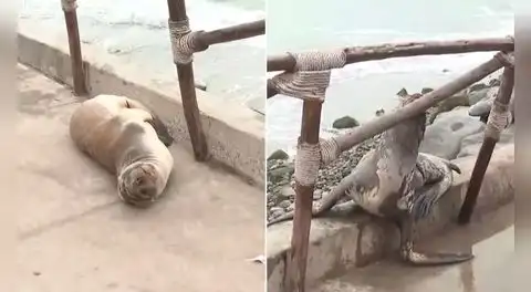 Lobo marino lucha por regresar al mar tras quedar varado en playa Los Yuyos de la Costa Verde por fuerte oleaje