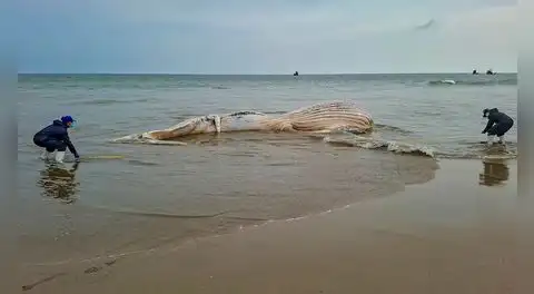 Impactante hallazgo en Tumbes: encuentran una enorme ballena jorobada de más de 14 metros en avanzado estado de descomposición