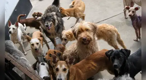 Piden al Congreso acelerar aprobación de ley para que colegios enseñen tenencia responsable de mascotas