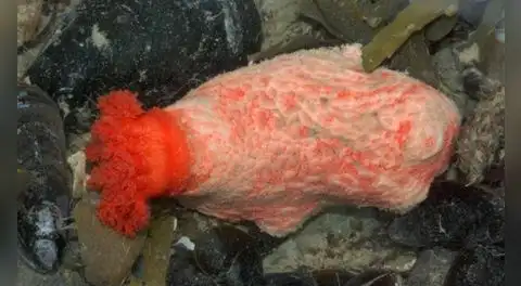 Científicos descubren partes del pepino de mar pueden sobrevivir años por sí solos, reparándose y creciendo sin necesidad del cuerpo completo
