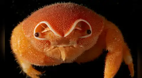 Un cangrejo esponja con 'casco' y cerca de 150 especies fueron descubiertas por exploradores submarinos
