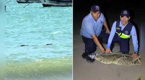 Cocodrilo de más de dos metros aparece en playa Los Órganos y causa alarma en Tumbes