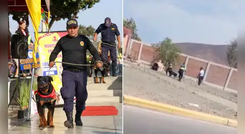 Denuncian maltrato animal en Chimbote: agentes de Serenazgo habrían causado la muerte de ‘Robin’, perro de la brigada canina