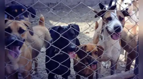 Sentencia por maltrato animal: encargada de albergue recibe 2 años y 6 meses de prisión por actos de abandono y crueldad