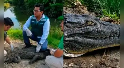 Liberan en Tumbes a cocodrilo hallado en playas de Los Órganos: especie está en peligro crítico de extinción