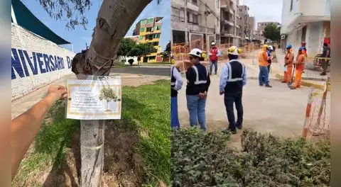 Pulmón verde en riesgo: vecinos alertan muerte de árboles trasladados por la Vía Expresa Santa Rosa