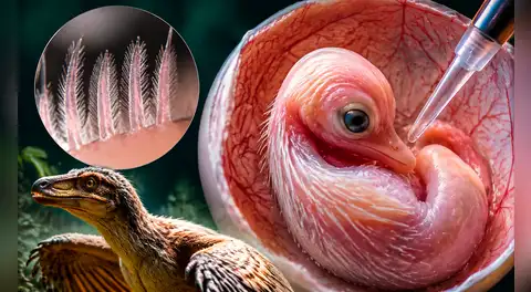 Un experimento revela un hallazgo inesperado: alteran embriones de pollo y generan plumas similares a las de dinosaurios