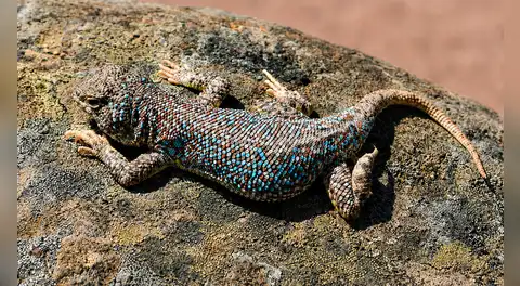 Perú suma una nueva especie: descubren una pequeña lagartija con llamativos puntos azules en el desierto de Tacna
