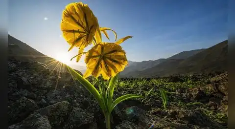 Santuario de Amancay: el refugio natural de la flor símbolo de Lima