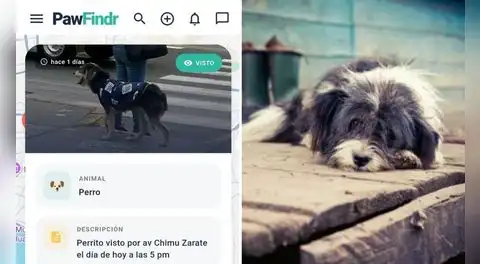 ¿Perdiste a tu mascota? Conoce la innovadora aplicación creada por un peruano que utiliza mapas y alertas para encontrar a tu engreído