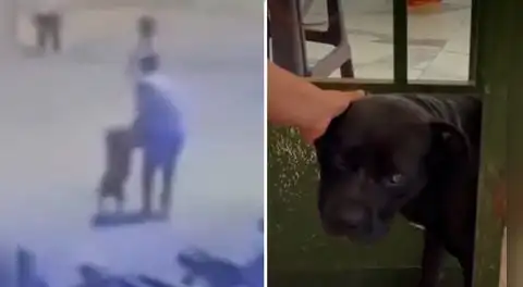 Perro American Bully escapa de sus dueños y muerde rostro de vecina en plena calle en Lambayeque