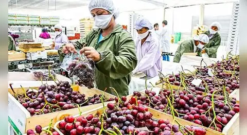 Boom agroexportador: Perú alcanza hito histórico de US$ 15.000 millones en 2025
