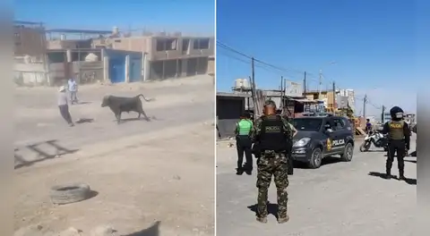 Toro escapa en Cerro Colorado y desata pánico entre vecinos: más de 10 policías participaron en su captura