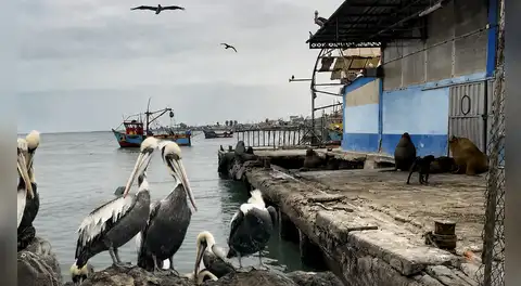 Niño Costero: pelícanos y gaviotas mueren en Pisco ante calentamiento del mar y falta de alimentos