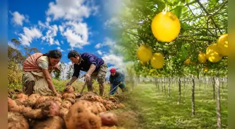 Agro peruano creció 2% en mayo: ¿qué cultivos y productos impulsaron el avance de la producción?