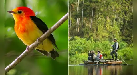 Perú es elegido como uno de los 8 mejores destinos del mundo para observar aves, según prestigiosa revista inglesa