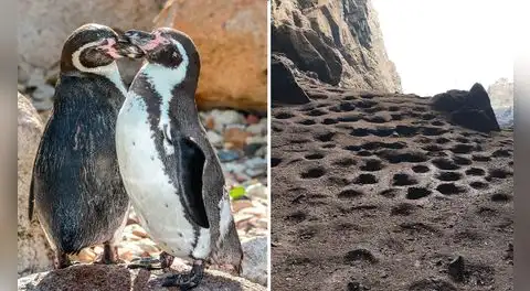 Pingüino de Humboldt en emergencia: población cayó 60% y alertan abandono masivo de colonias en Perú por el Fenómeno de El Niño