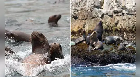 Alerta en Ica por la muerte inusual de lobos marinos en dos áreas naturales protegidas: Minam y Sernanp activan vigilancia
