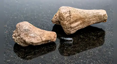 Científicos logran identificar el fósil del primer dinosaurio hallado en la Amazonía de Ecuador después de 8 años del hallazgo