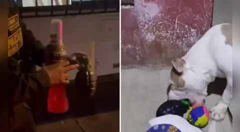 Peruana en Los Olivos termina en comisaría porque vecinos confundieron juguete de su mascota con granada