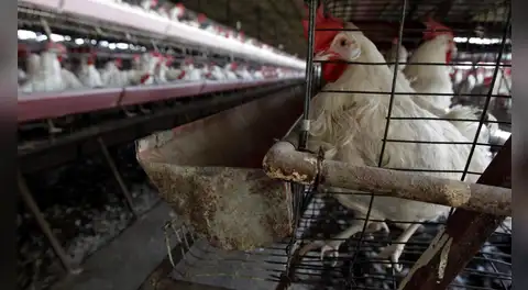 ¡Alerta! Senasa declara emergencia sanitaria en todo el país por influenza aviar en aves de corral y dispone prohibiciones