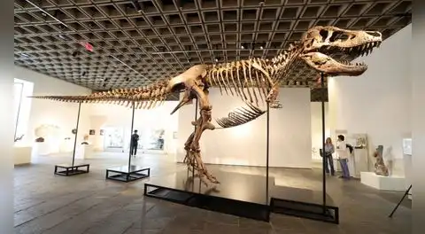 Un T. Rex gigante llamado ‘Gus’ fue vendido por US$ 50.1 millones y se convierte en el fósil de dinosaurio más caro