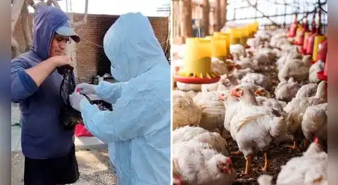 Senasa confirma brote de gripe aviar en Chiclayo: sacrifican 54 aves y descartan riesgo por consumir pollo o huevos