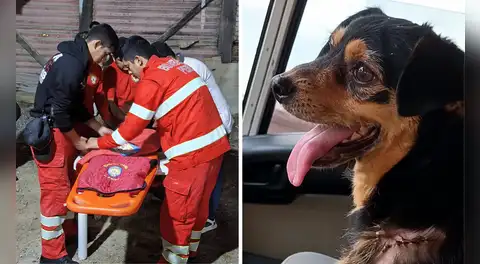 Bomberos despiden a Carbón, perrito que acompañó sus labores por seis años: “Nos deja un gran vacío”