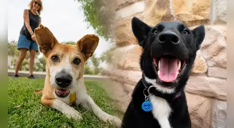 ¿Por qué se celebra el Día Mundial del Perro el 21 de julio? Conoce el triste origen de esta fecha