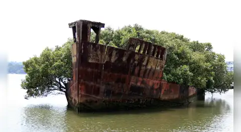 En el puerto de Sidney, un buque de carga de 1.140 toneladas lleva oxidándose desde 1972: al final fue engullido por un bosque entero