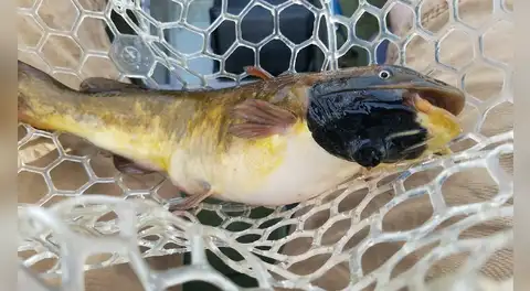 Científicos identifican en peces unas células cancerosas transmisibles que se comportan como parásitos