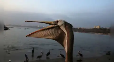 Pelícanos mueren de hambre en Chorrillos por escasez de anchoveta debido a fenómeno El Niño