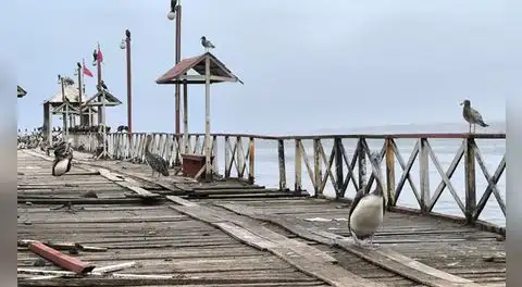 Alertan crisis marina: Pelícanos llegan a muelle de Huanchaco por falta de alimento