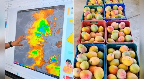 El Niño golpea Lambayeque: temperaturas de hasta 36 °C ponen en riesgo la producción de mango y palta