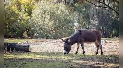 Todos creían que había desaparecido por completo del mundo, pero su regreso cambió el ecosistema: este asno salvaje volvió a ser clave para recuperar la naturaleza