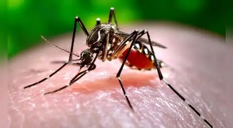 Estudio revela que el mosquito del dengue aumentó su resistencia a los insecticidas más efectivos: científicos advierten que algo podría estar cambiando