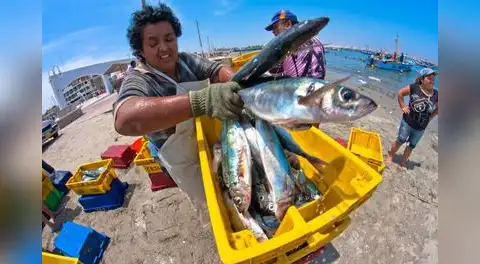 El Niño 2026: Urgen blindar la biodiversidad marina, la pesca y el turismo en el Perú