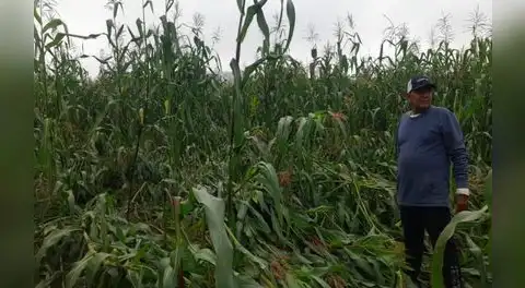 Ica: “Vientos Paracas” destruyen más de 60 hectáreas de cultivos de maíz en valle de Pisco