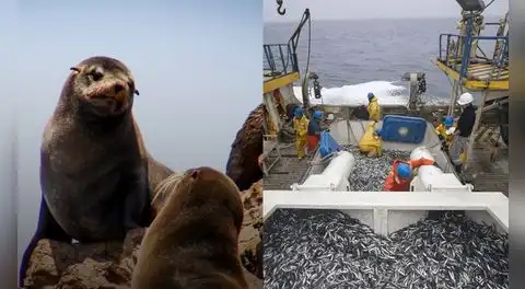 ¿Pesca industrial en Paracas? Gobierno de Keiko Fujimori pondría en riesgo áreas naturales protegidas