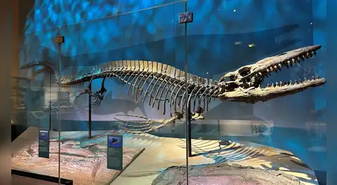 Hallaron en Texas fósiles de un depredador marino de 13 metros: el ‘T. rex de los mares’
