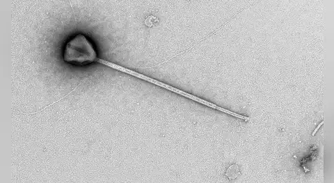 Descubren en el océano Pacífico un virus gigante con una cola 11 veces mayor que su cuerpo: podría usarla para aferrarse al plancton