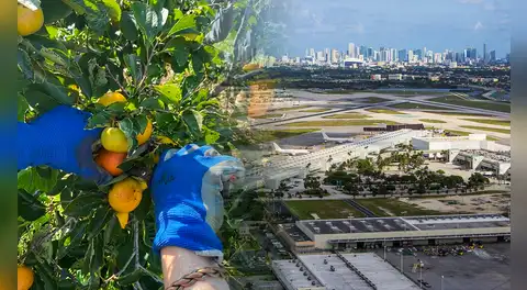Buscan voluntarios para vivir gratis en Miami: ofrecen habitación y baño privados a cambio de cuidar bosques 20 horas por semana