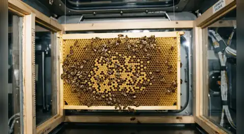 La NASA envió 3300 abejas al espacio para hacer panales sin gravedad: desde chocar contra las paredes hasta construir una estructura de 200 cm