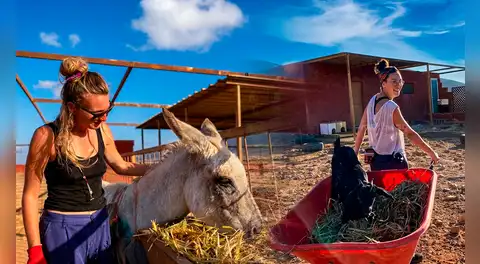 Buscan voluntarios que hablen español para vivir gratis en un refugio de España: cuidarían animales rescatados en Canarias durante 3 semanas
