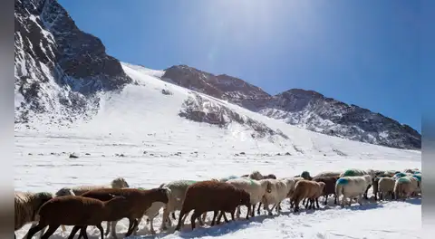 Unos estudiantes suizos descubren cómo las ovejas pueden ayudar a detener el deshielo de los glaciares
