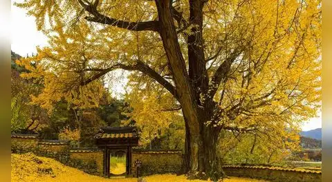 Este árbol lleva 270 millones de años en la Tierra, puede alcanzar los 1.500 de vida y sobrevivió a la bomba atómica de Hiroshima
