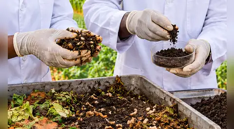 Científicos convierten residuos e insectos en fertilizante: sistema multiplica hasta 8,5 veces las cosechas y reduce químicos