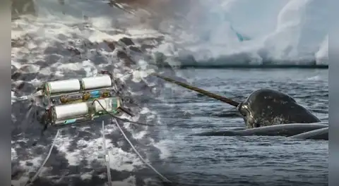 Científicos rastrearon con sensores a 6 “unicornios del mar” por 3 años: lo hallado bajo el hielo del Ártico enciende las alarmas