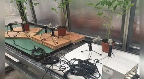 Un descubrimiento desafía todo lo que los expertos creían sobre las plantas: científicos descubrieron que lanzan “gritos” imperceptibles para los humanos cuando están estresadas.