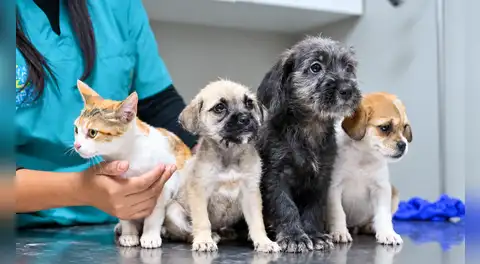 El 64% de los hogares peruanos tiene al menos una mascota: perros y gatos son los preferidos, según INEI